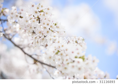 吉野櫻花樹 31116893