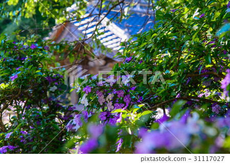 伊豆下田，在Osamu寺院內的美國茉莉花（Bunmatsu氣味） 31117027