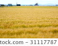 Saga plain (wheat field) 31117787
