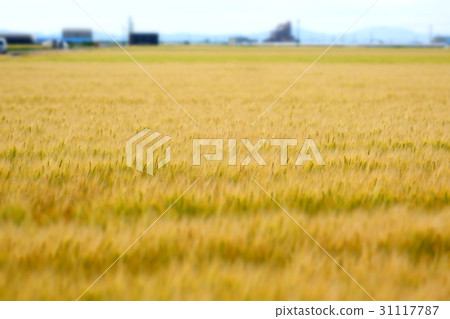 Saga plain (wheat field) 31117787
