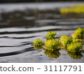 Water Flower 31117791