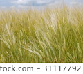 Wheat 31117792
