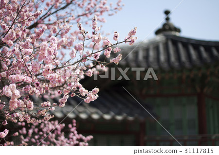 黃色嬰兒蛾 黃色嬰兒蛾 31117815