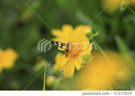 玉井節，百濟文化節，孔州共產黨（歷史遺址12號），忠南市公州市金剛 31117823