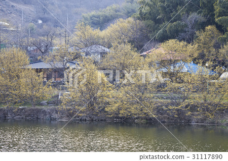 Mountain oil, Shandong, Gurye-gun, Jeonnam 31117890