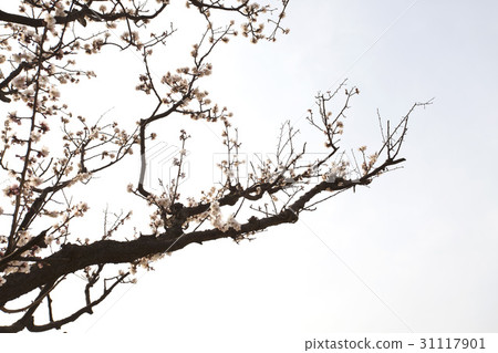 Plum Tree, Seoul 31117901