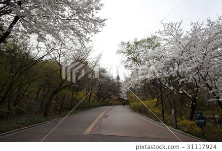 Forsythia, cherry tree, N Seoul Tower, Namsan, Jung-gu, Seoul Forsythia, cherry tree, N Seoul Tower, Namsan, Jung-gu, Seoul 31117924