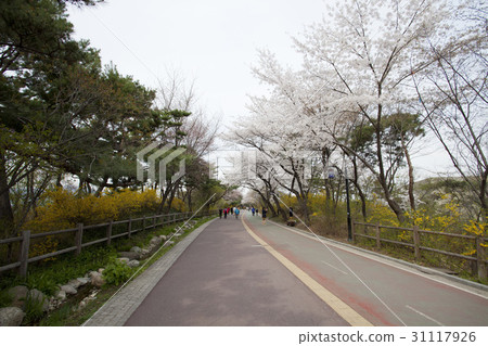 Forsythia, cherry tree, Namsan, Jung-gu, Seoul 31117926