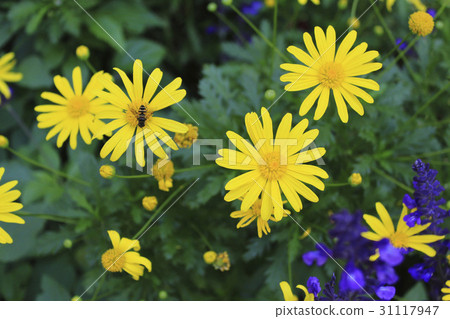 marguerite 31117947