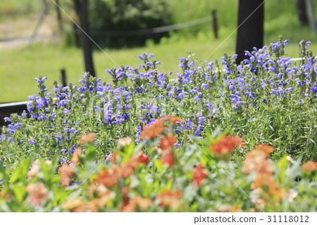 Yonggi, Olympic Park, Songpa-gu, Seoul 31118012