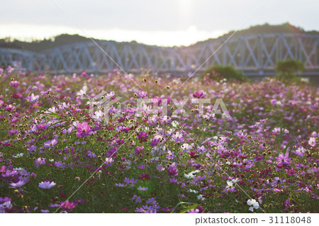 Cosmos, Geumgang Bridge, Geumgang New Park, Gongju, Chungnam 31118048