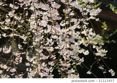 the blossoming cherry in the cherry the blossoming cherry in the cherry 31121457