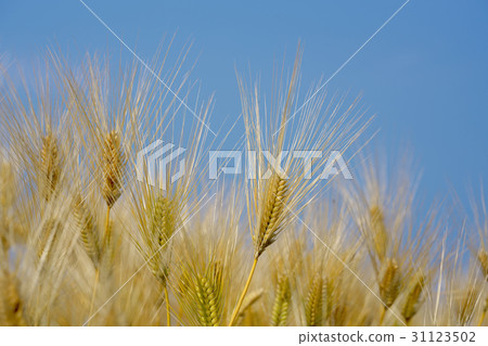Row barley on the west coast of Lake Biwa 31123502