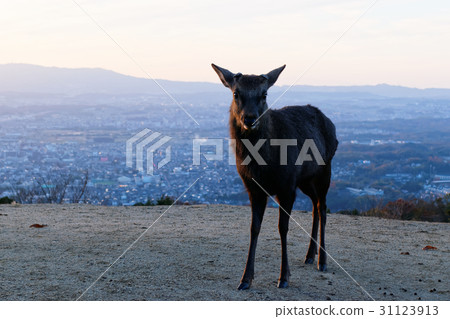 Wakusakusan Mountain top deer Wakusakusan Mountain top deer 31123913