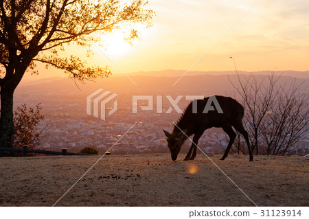 Wakakusa mountain top sunset and deer Wakakusa mountain top sunset and deer 31123914