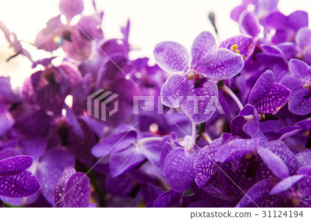 violet or purple ascocenda orchid flowers violet or purple ascocenda orchid flowers 31124194