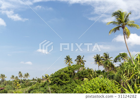 forest landscape on sri lanka forest landscape on sri lanka 31124282