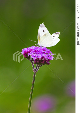 Closeup butterfly on flower 31124452