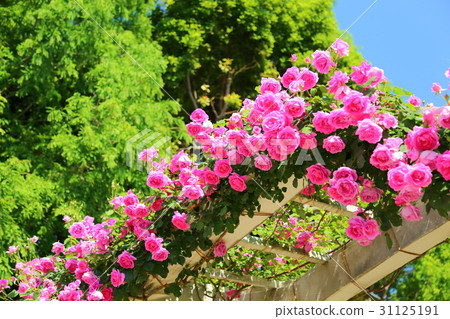 Rose garden rose pink 31125191