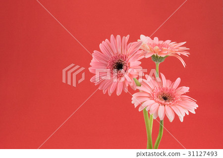 Pink Gebera flower bouquet on red background  31127493