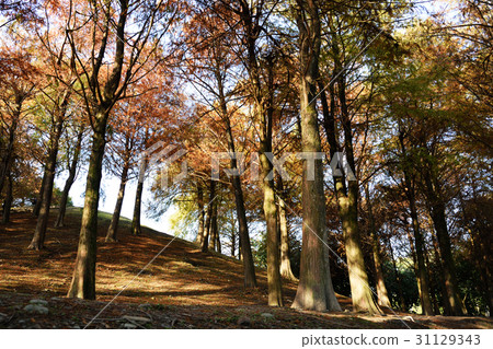 落羽松 31129343