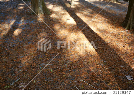 落羽松 落羽松 31129347