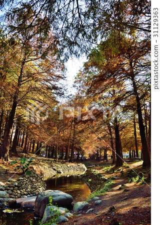 落羽松 落羽松 31129363