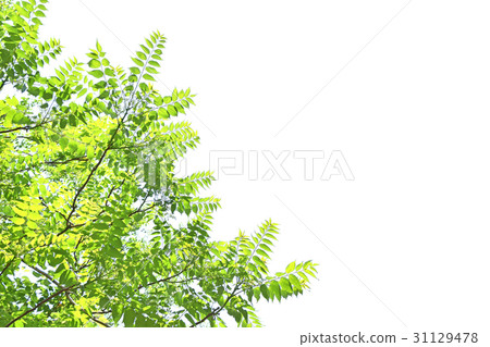 Niwulszi (garden lacquer) 31129478