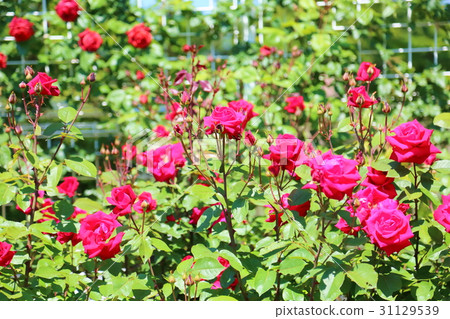 Rose flower Rob Roy 31129539