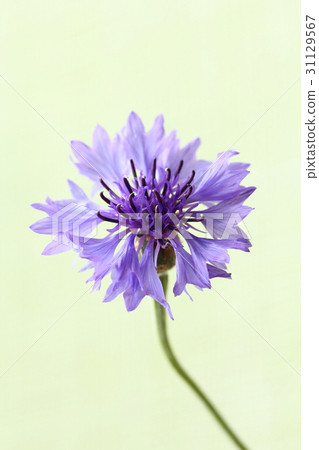 Yakkermuthau 31129567