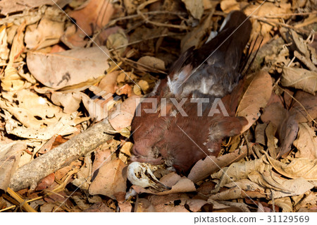 pigeon dead on the dry leaves in the forest 31129569