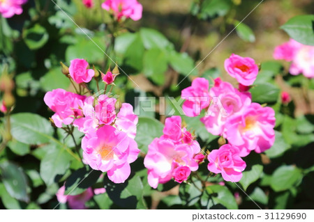 玫瑰花朵曝光 玫瑰花朵曝光 31129690