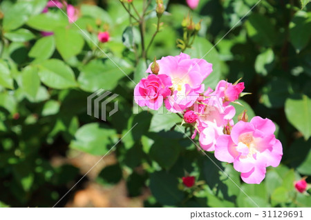 玫瑰花朵曝光 玫瑰花朵曝光 31129691