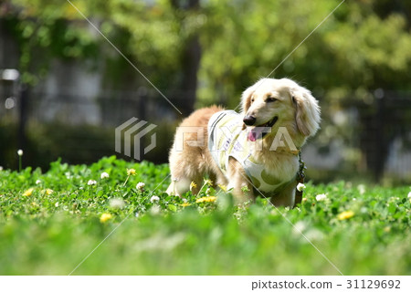 與臘腸犬一起散步 與臘腸犬一起散步 31129692