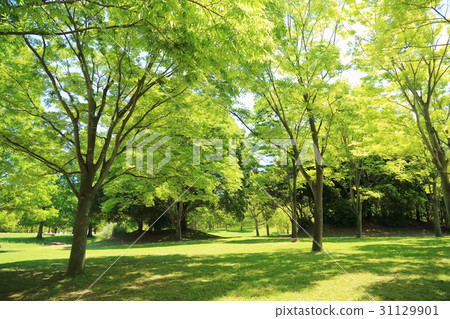 新鮮的綠色公園 新鮮的綠色公園 31129901