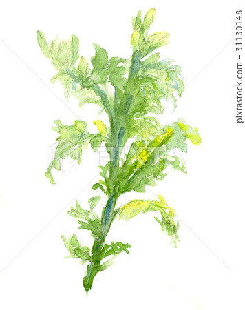 芥末綠色蒼白色和鉛筆劃2 芥末綠色蒼白色和鉛筆劃2 31130148