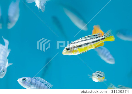 Malawi cichlids,Tropical fish in aquarium Malawi cichlids,Tropical fish in aquarium 31130274