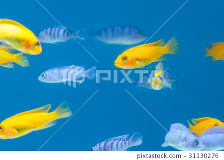 Malawi cichlids,Tropical fish in aquarium 31130276