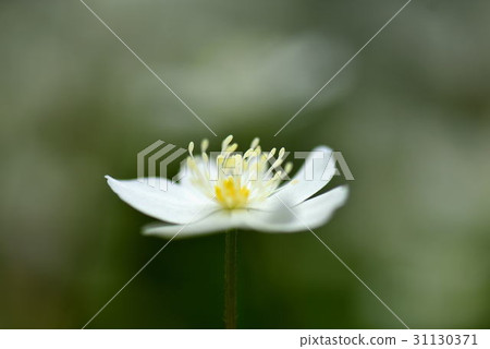 Nirinso Nirinso 31130371