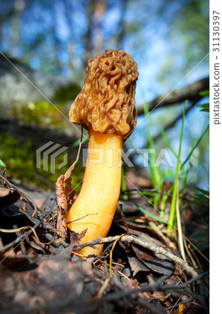 Black morel forest mushroom 31130397