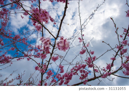 山櫻花 山櫻花 31131055
