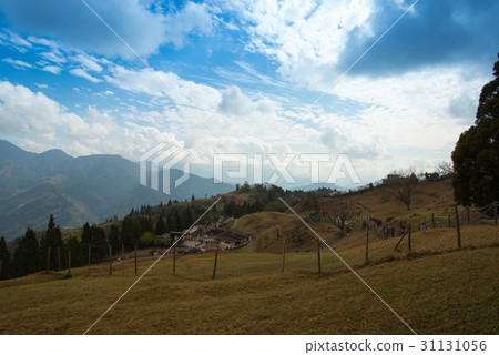 青青草原 青青草原 31131056