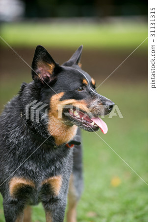 Australian Cattle Dog 31131315