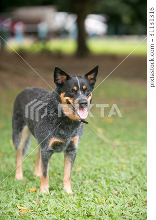 Australian Cattle Dog 31131316