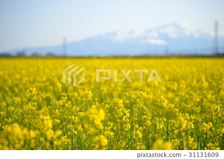 Chokai and rape field Chokai and rape field 31131609