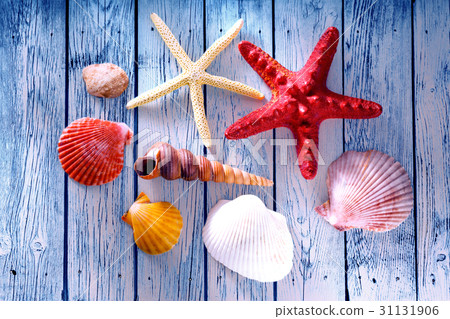 Collection of sea shells and stars Collection of sea shells and stars 31131906