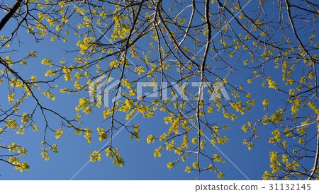 Under the blue sky, Golden Acacia new leaves 31132145