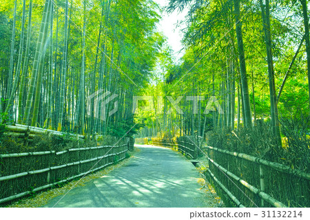京都竹林和小徑 京都竹林和小徑 31132214