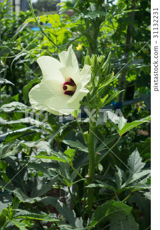 Okra's Flower 31132231