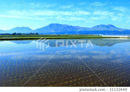 Rice plants of Mt. Aso in Kumamoto Prefecture 31132649